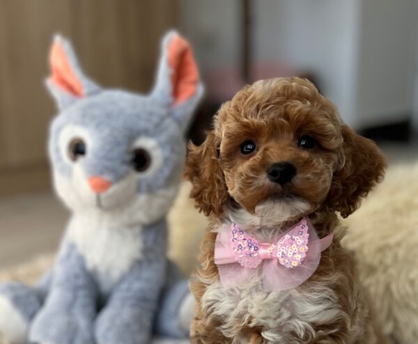 Rebeca Maltipoo Rebeca Maltipoo