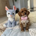 Rebeca-female-maltipoo-puppy-for-sale- (4)