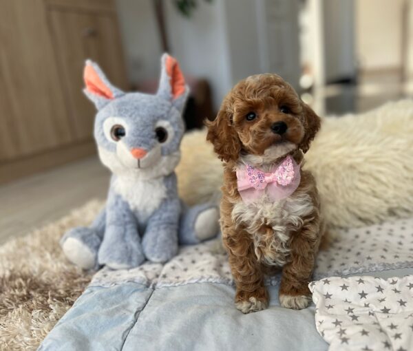 Rebeca Maltipoo Rebeca Maltipoo