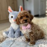 Rebeca-female-maltipoo-puppy-for-sale- (5)