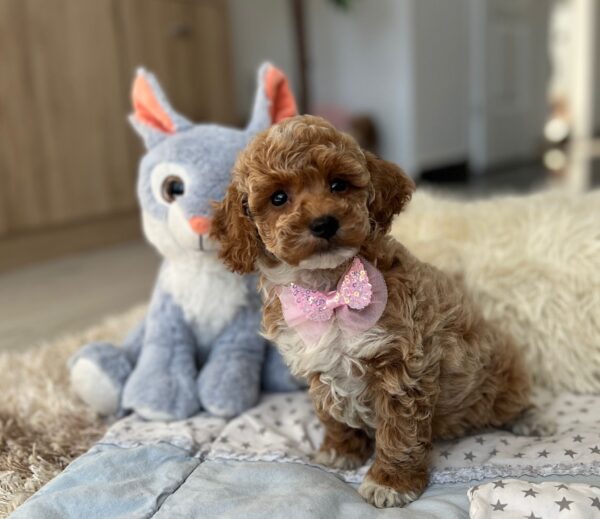 Rebeca Maltipoo Rebeca Maltipoo