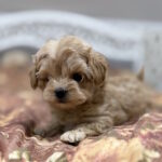 Resi-female-maltipoo-puppy-for-sale-1 (1)