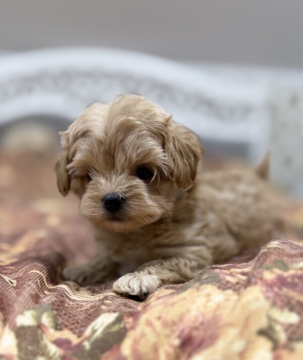 Resi Maltipoo Resi Maltipoo
