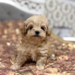 Resi-female-maltipoo-puppy-for-sale-1 (2)