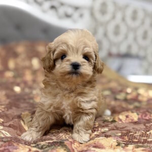 Resi Maltipoo Resi Maltipoo