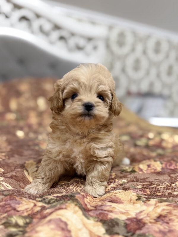 Resi Maltipoo Resi Maltipoo