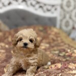 Resi-female-maltipoo-puppy-for-sale-1 (3)