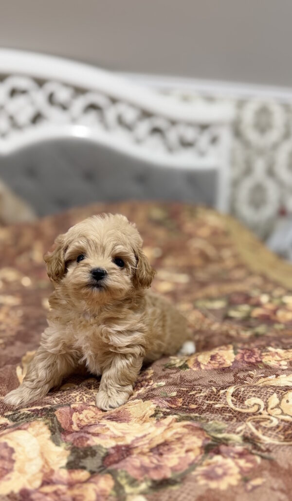 Resi Maltipoo Resi Maltipoo