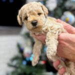 Rick-male-Poochon-puppy-for-sale-2