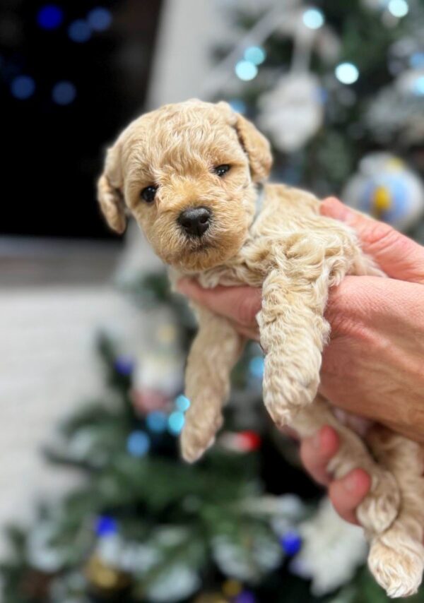 Rick Poochon Rick Poochon