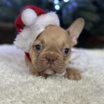 Riddick-male-french-bulldog-puppy-for-sale-1 (1)