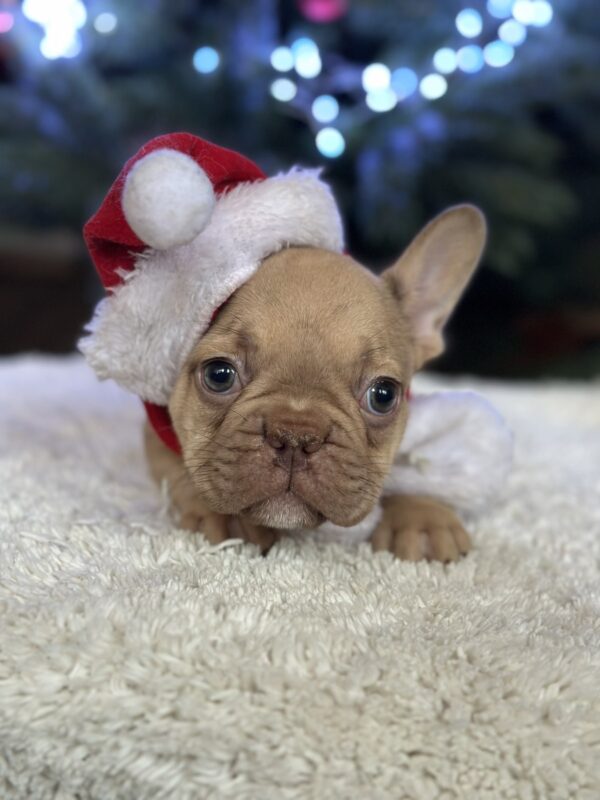 Riddick French Bulldog Riddick French Bulldog