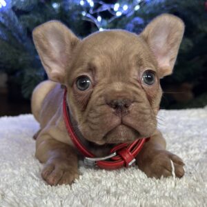 Riddick French Bulldog