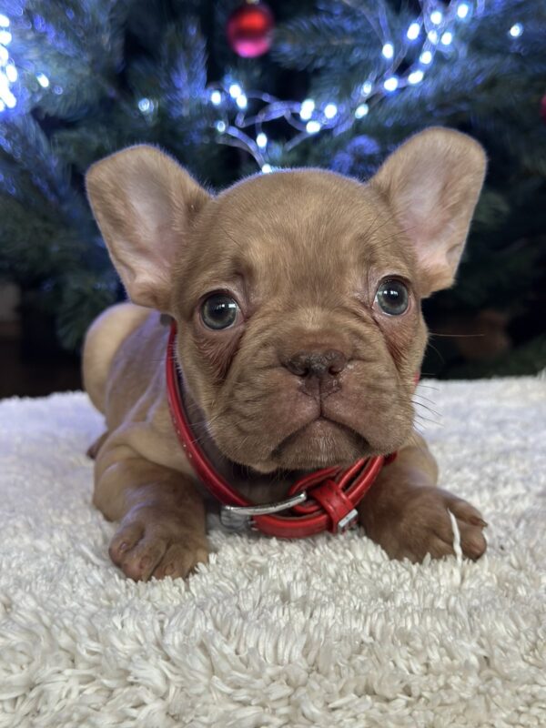 Riddick French Bulldog Riddick French Bulldog