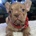 Riddick-male-french-bulldog-puppy-for-sale-1 (3)