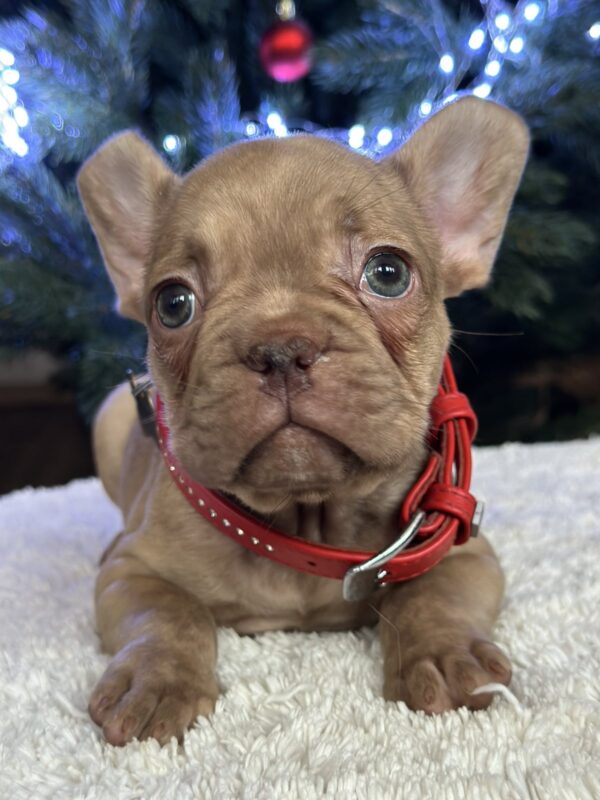 Riddick French Bulldog Riddick French Bulldog