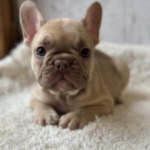 Ringo French Bulldog