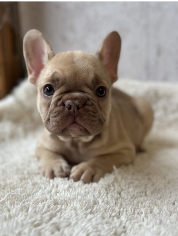 Ringo French Bulldog Ringo French Bulldog