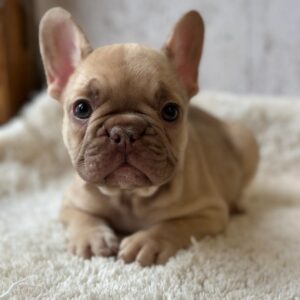 Ringo French Bulldog