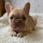 Ringo-male-french-bulldog-puppy-for-sale-1 (3)