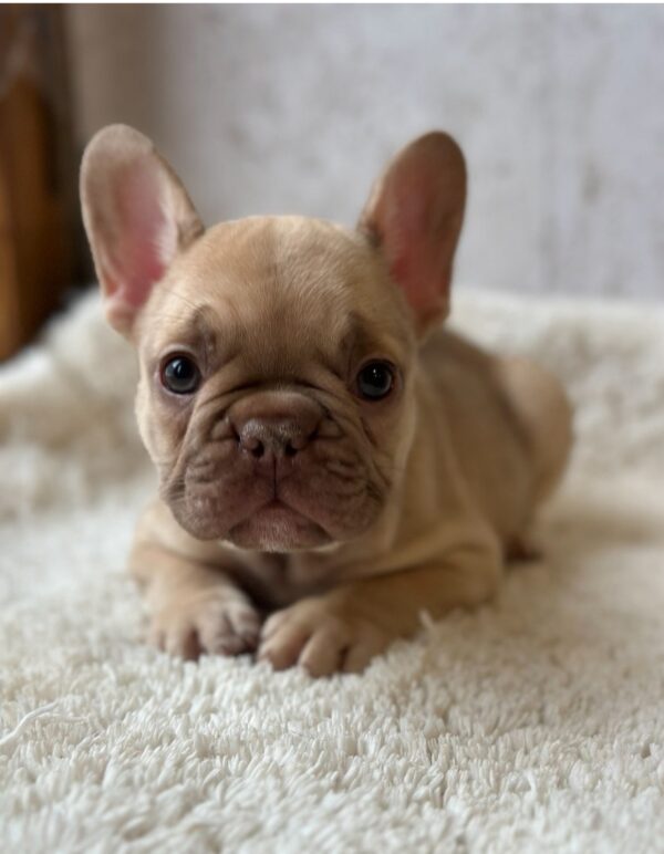 Ringo French Bulldog Ringo French Bulldog