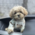 Ringo-male-maltipoo-puppy-for-sale-1 (1)
