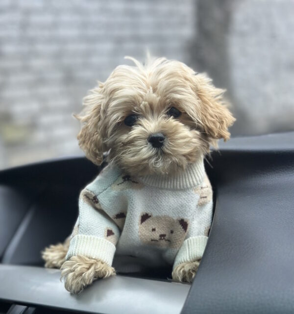 Ringo Maltipoo Ringo Maltipoo