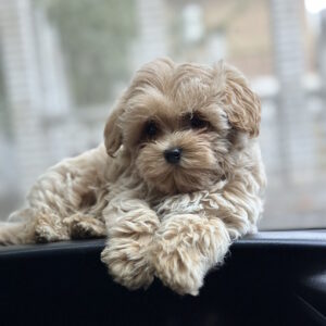 Ringo Maltipoo Ringo Maltipoo