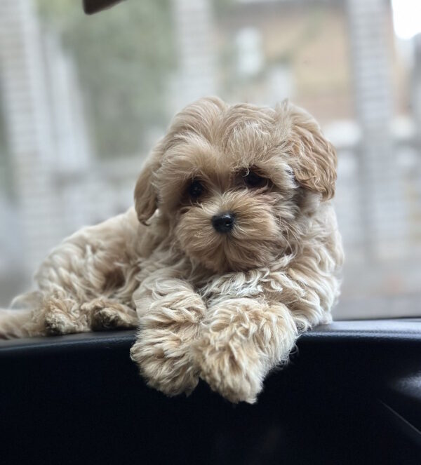 Ringo Maltipoo Ringo Maltipoo