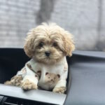 Ringo-male-maltipoo-puppy-for-sale-1 (3)