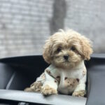 Ringo-male-maltipoo-puppy-for-sale-1 (5)