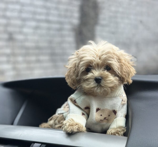 Ringo Maltipoo Ringo Maltipoo