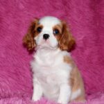 Rio-male-Cavalier-King-Charles-Spaniel-puppy-for-sale-1