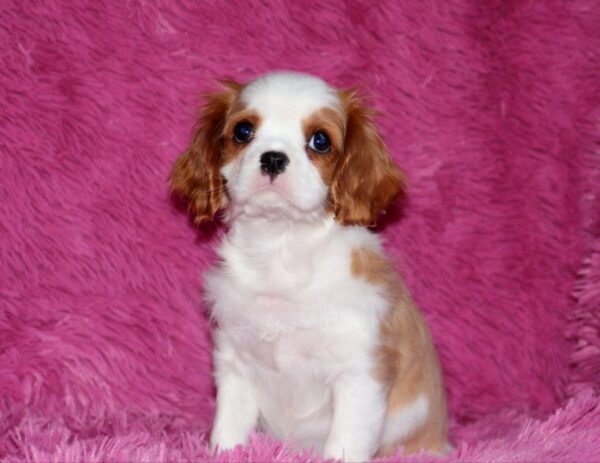 Rio Cavalier King Charles Spaniel Rio Cavalier King Charles Spaniel