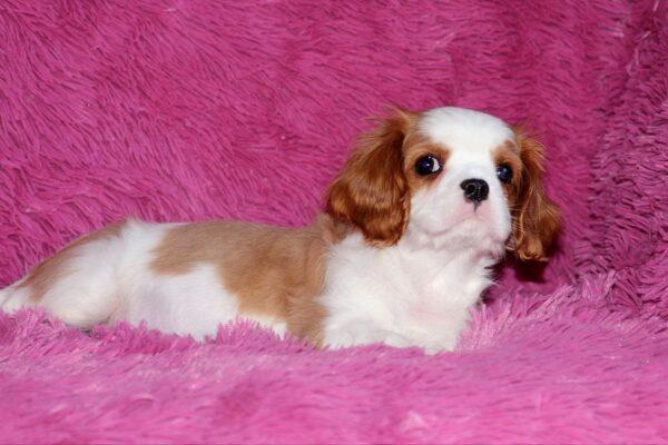 Rio Cavalier King Charles Spaniel Rio Cavalier King Charles Spaniel
