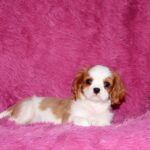 Rio-male-Cavalier-King-Charles-Spaniel-puppy-for-sale-3