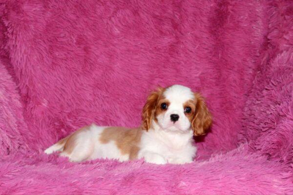 Rio Cavalier King Charles Spaniel Rio Cavalier King Charles Spaniel