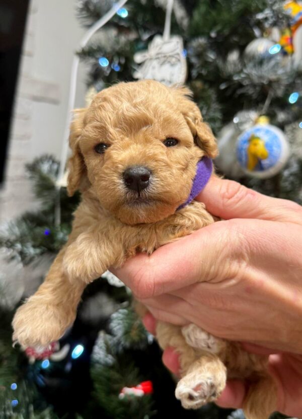 Rio Poochon Rio Poochon