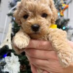Rissa-female-Poochon-puppy-for-sale-2