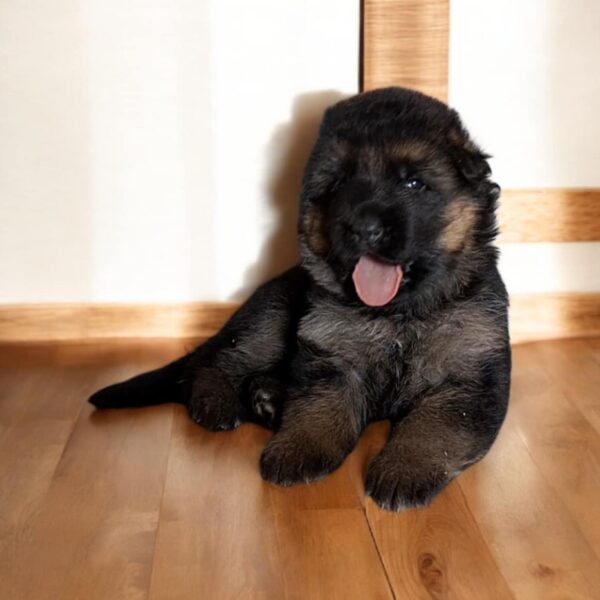 Robert German Shepherd Robert German Shepherd