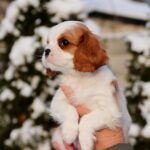 Rollo-male-Cavalier-King-Charles-Spaniel-puppy-for-sale-1