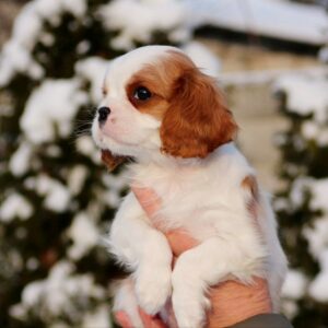 Rollo Cavalier King Charles Spaniel Rollo Cavalier King Charles Spaniel