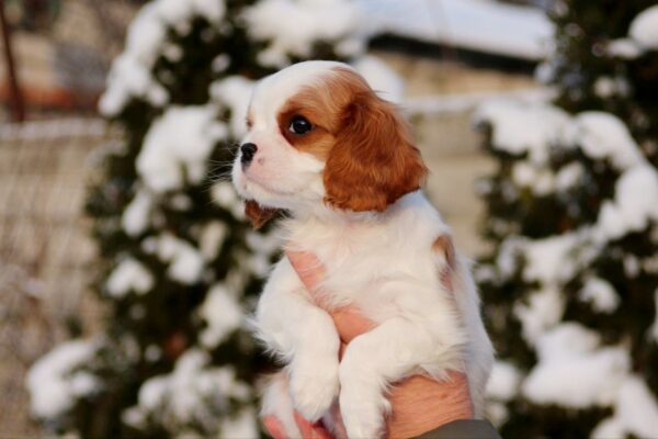 Rollo Cavalier King Charles Spaniel Rollo Cavalier King Charles Spaniel