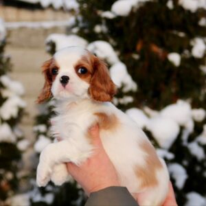 Rollo Cavalier King Charles Spaniel Rollo Cavalier King Charles Spaniel