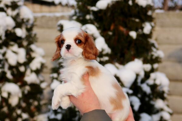Rollo Cavalier King Charles Spaniel Rollo Cavalier King Charles Spaniel
