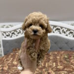 Rona-female-maltipoo-puppy-for-sale-1 (1)