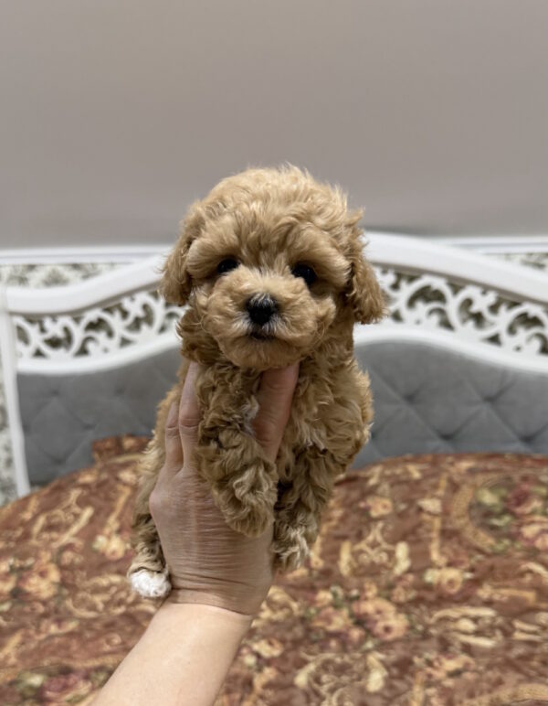Rona Maltipoo Rona Maltipoo