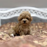 Rona-female-maltipoo-puppy-for-sale-1 (2)