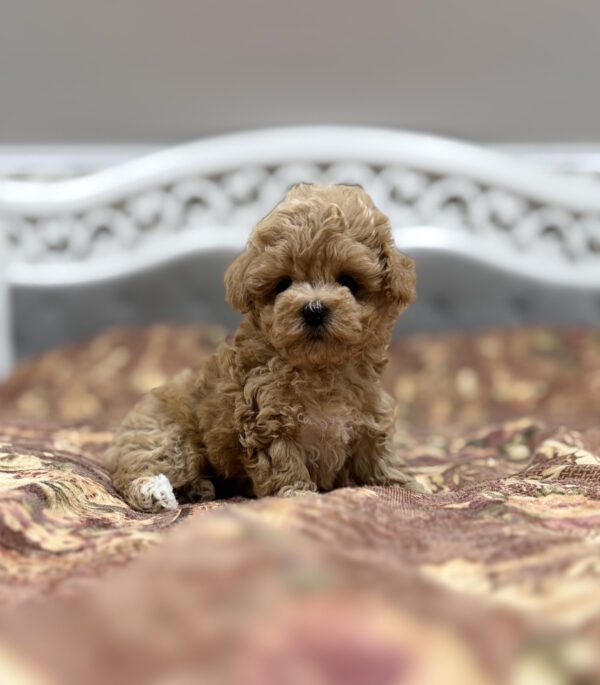 Rona Maltipoo Rona Maltipoo