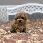 Rona-female-maltipoo-puppy-for-sale-1 (3)